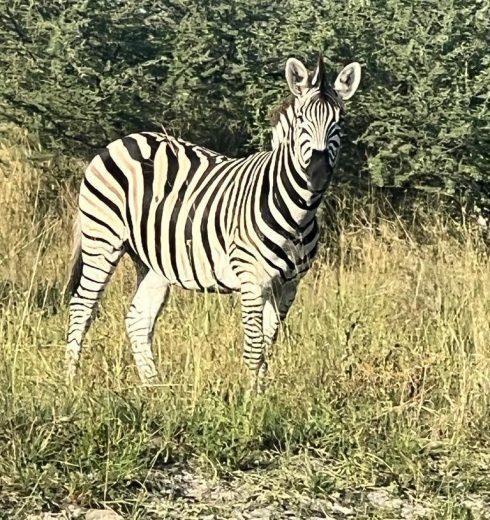 46991B2B-3960-4037-955C-0FA09F8B56A2 (1)